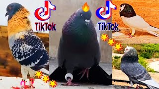 TikTok Pigeon♥️  Saharanpuri Kabootar  Kabootar Ki Video  Pigeons 😍  VILLAGE PIGEON CLUB 🕊️ [upl. by Nenad]