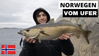 Uferangeln auf Pollack und Dorsch in Norwegen  Spinnfischen von der Küste  NO1 [upl. by Yeleek]