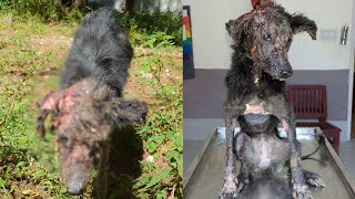 A stray dog survived the most severe case of mange the rescuers had seen in their lives [upl. by Hilarius776]