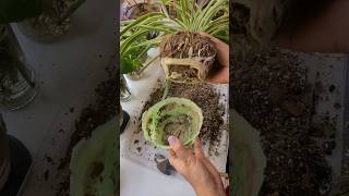 Spider plant soil mix and repotting gardeningvideos gardening [upl. by Leihcey]