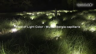 Field of Light Color  Muhlenbergia Capillaris [upl. by Aihsenal]