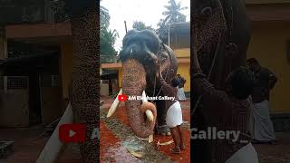 chirakkal sree padmanabhan❤️🐘❤️elephant elephant keralaelephant [upl. by Oirtemed]