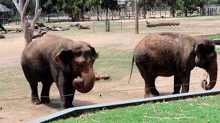 TARONGA WESTERN PLAINS ZOO DUBBO [upl. by Kort]