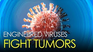 Genetically engineered viruses successfully destroy tumors [upl. by Godred779]