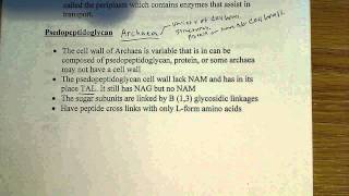 Psedopeptidoglycan structure [upl. by Bonnell122]