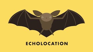 Echolocation [upl. by Agace628]