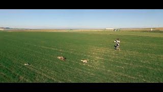 Carrera de galgos y liebre visto desde el dron [upl. by Rebekkah457]