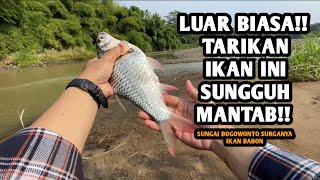 UMPAN IKAN NILA YANG PALING JITU DAN AMPUH [upl. by Chelsae37]