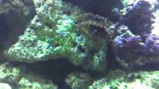 Feather Duster Tube Worm emerges in Saltwater Aquarium [upl. by Ttimme]