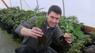 Propagate Thousands of Cuttings Easily Learn How to Build the Ultimate Plant Propagation Frame [upl. by Pelligrini622]