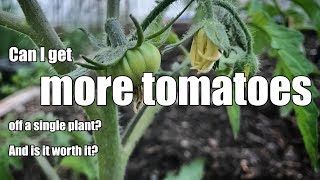 Can you get 50 more tomatoes from a single plant [upl. by Asirak]