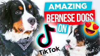 The Most AMAZING Bernese Mountain Dogs on TikTok  Video Compilation of Funny amp Cute Bernese Dogs [upl. by Sutit]