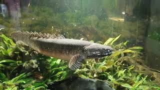 Polypterus ornatipinnis [upl. by Joanna]