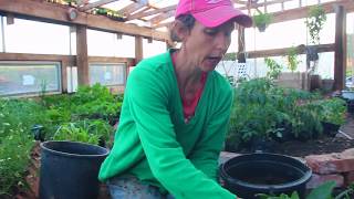 How to Start Comfrey From Root Cuttings [upl. by Dyanna]