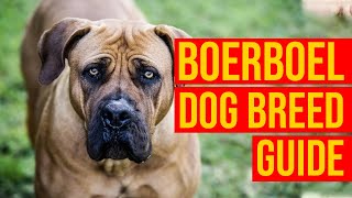 Boerboel Dog Breed Guide For 1st Time owner From Puppy To Adult [upl. by Francklyn253]