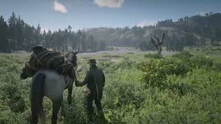 Red Dead Redemption 2 Ambience Searching for Lady Slipper Orchids in West Elizabeth [upl. by Nacnud]