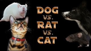 Dog vs Rat vs Cat A Trick Contest [upl. by Adleme]