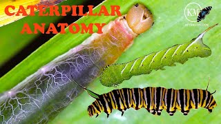 COMPLETE CATERPILLAR ANATOMY SEE IT ALL [upl. by Ynnohj]