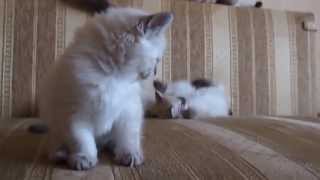 Невские маскарадные котята wwwsibirushkacom Neva Masquerade kittens [upl. by Analak]