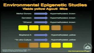 Epigenetics How Genes and Environment Interact [upl. by Ragan]