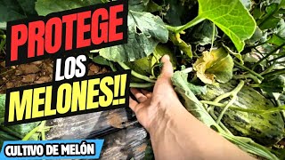 ¡Descubre cómo proteger tus melones del sol de forma Natural☀️✅ [upl. by Yseulta]