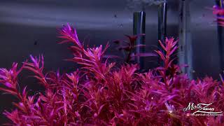 ROTALA BLOOD RED SG [upl. by Uliram]