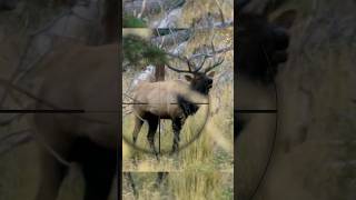 SHOOT or PASS Screaming Bull Elk [upl. by Enaywd]