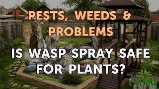 Is Wasp Spray Safe for Plants [upl. by Yekcor]