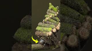 Bagworm moth caterpillar facts [upl. by Alessig881]