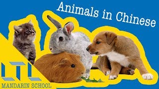 HOW TO  Say Animals in Chinese  Complete Guide to Animals in Mandarin Chinese [upl. by Kwabena]