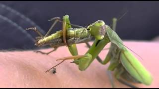 INSANE VIDEO Of a praying mantis eating a grasshopper [upl. by Yendroc197]