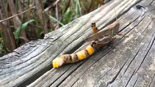 Grasshopper laying eggs [upl. by Malynda]