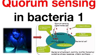 Quorum sensing in bacteria 1 [upl. by Kirt]