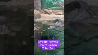 Dwarf Caimans in Tulsa 2 wildlife zoo reptiles [upl. by Shererd956]