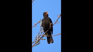 Blackbird Singing shorts [upl. by Dame]