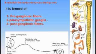 18Autonomic Nervous System3Parasympathetic Nervous System Anatomy Intro Dr Ahmed Kamal [upl. by Nuli]