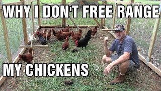 Why I dont free range my chickens [upl. by Hairahcez592]