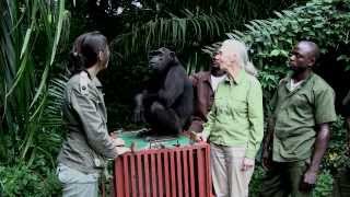 Lincroyable geste de Wounda à Jane Goodall [upl. by Ailedamla]