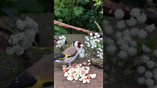 Goldfinch Bird Refuses Peanuts and Wipes Beak on Branch [upl. by Garnett]