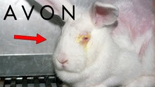 Los SECRETOS OCULTOS De AVON  ¿Realmente Usan Conejos [upl. by Housen]