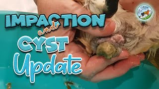 Guinea pig impaction and what you need to know  and Cyst update [upl. by Zeta]