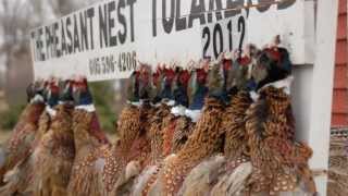 Pheasant Nest Tulare SD 2012 [upl. by Kai]