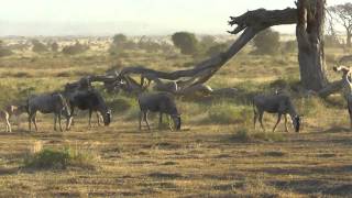 Amboseli Nationalpark 2012 [upl. by Asserrac187]