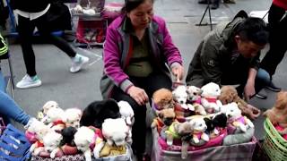 This is How They Sell Puppies in China THIS VIDEO WILL MAKE YOU SAD [upl. by Gilberte]