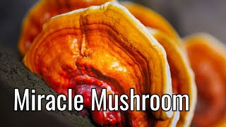 Reishi Mushroom Health Benefits and Uses [upl. by Altman961]