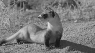 Conservation Connect Black FootedFerrets [upl. by Durwood503]