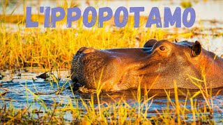 Lippopotamo [upl. by Yleak963]