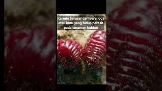 Insecta Viral Penghasil Karmin Pewarna alami makanan [upl. by Krystalle462]