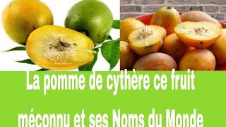 La Prune de cythère ce Fruit méconnu et ses Noms du Mondepatijoelle9810 [upl. by Niles]