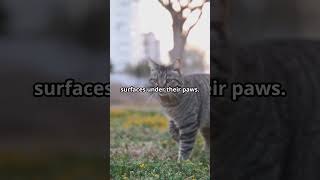 Create a Sensory Garden for Pets 🌼🐾  PetCentric TV shorts video pets animals yourdog [upl. by Arayk]